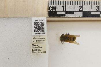 Media type: image;   Entomology 788892 Aspect: Labels